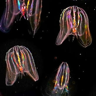 ctenophores