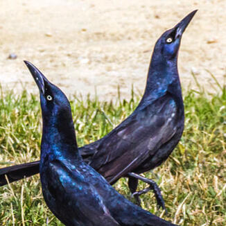 great-tailed grackles